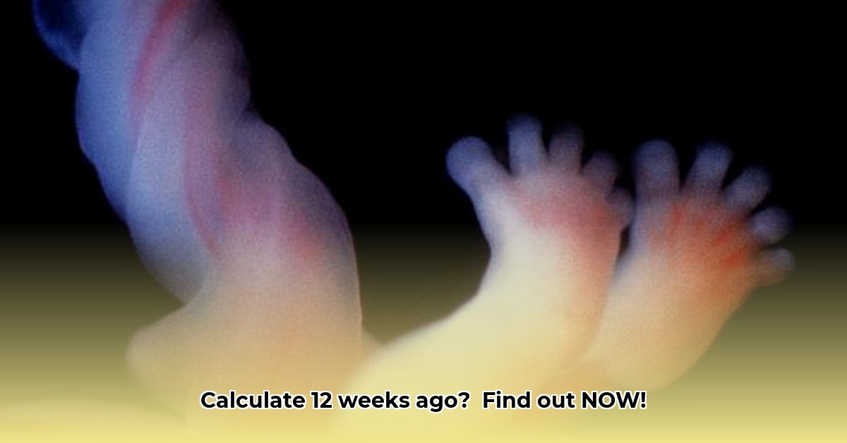 12-weeks-ago-from-today